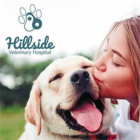 $100 Full-Service Pet Care Gift Card by Hillside Veterinary Hospital. Bid! on VictoriaBids
